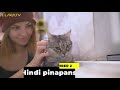 10 Bagay na Ayaw ng alaga mong pusa