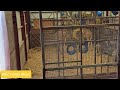 Rare Footage of Giraffes Eating in 8K Resolution at Blair Drummond Safari Park