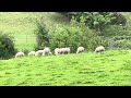 Tup lambs