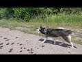 Uncut 7 Minute Hike with my Siberian Husky During the CICADA INVASION of 2024 | Nature Sounds
