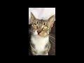 🤣🐱 So Funny! Funniest Cats and Dogs 2024 😹🐱 Funniest Animals 2024 # 17