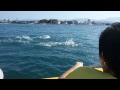 Прогулка с дельфинами. Адлер (Сочи) пляж Фламинго, Огонек