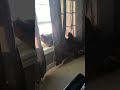 Cat try’s to catch tail