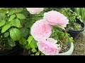 6 David Austin roses bloom in July 2023