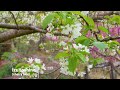 【Cherry blossoms】Tulips and Double-flowered cherry trees follow suit in Shizuoka. チューリップと八重桜の共演 #4K