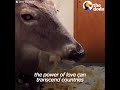 Sweetest Rescued Deer Helps Mom Overcome Cancer | The Dodo