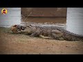 15 Crocodiles That Strike Their Prey