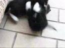 Kittens Wrestling