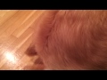 Amazing Golden Retriever obeying commands!