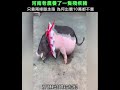 Pig with only 2 front feet