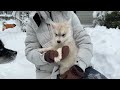 Adult Husky Teaches Tiny Puppies Snow Games!