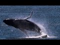 Whale watching in my summer home ( watch till the end )