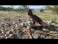 DinoTracker 5:  Carnotaurus hunt
