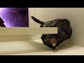 Funny Joyful Animals🤣 - Funny Dogs and Cats Compilation😇 #10