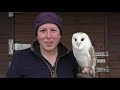 Meet The Birds | Flynn the Barn Owl