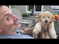 Animals Unexpected Attack On Human - Funny Animals Attack || PETASTIC 🐾