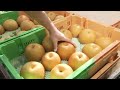 World's Most Expensive Pear - Awesome Japan Agriculture Technology Farm -  Japanese Pear Farm