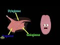 Human Body  and Human Body Size Comparison | Human Anatomy Size Comparisons