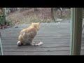 Feral Cat Eats a Chicken Leg