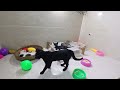 CLASSIC Dog and Cat Videos😍1 HOURS of FUNNY Clips😻