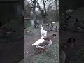 Quack quack walking ducks