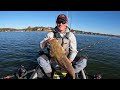 FLATHEAD BONANZA!!! HUGE Live Baits Get DEVOURED