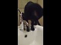 Gatto VS Acqua
