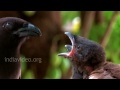 Nestling of Rufous Treepie | World of Birds