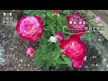 玫瑰扦插與芽接。如何利用高壓和接枝培育樹玫瑰。Rose cutting propagation & grafting