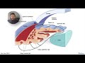 USMLE Step 1 Autonomic Pharmacology | Active Recall Review