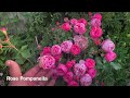 Rose Garden Tour | September | David Austin Roses | Kordes Roses | English Roses