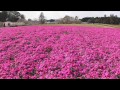 芝桜 / 富田さとにわ耕園（千葉市富田都市農業交流センター）千葉県千葉市 2013年4月1日