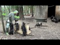 Пажетнов Вася и медвежата Pazhetnov Vasya & bear cubs