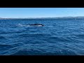 Humpback whales off the coast of Ballina, Australia, from Whale Watching vessel 7-19 2024 (clip 3)