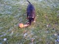 Rocky the English Bull Terrier at the Park!!!!