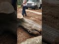 big oak in a tight spot