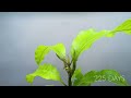 Growing MANGO Tree From Seed - ONE YEAR Time Lapse