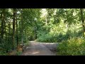 Spaziergang durch den Wald(4)