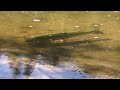 Summer Steelhead Relaxing In Umpqua River | Oregon Nature