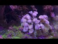 Reef Tank (NITRATE VS PHOSPHATE - SHOULD THEY BE HIGH OR LOW? )