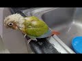 pineapple conure (Rio ) naughty parrot 🦜