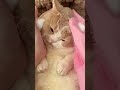 spa de gatitos #spa#gatos#asmr