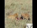 Hyena is Thief | Lion Angry | Wild animals | TQN Wildlife