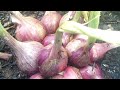 this is how to grow shallots from start to harvest without fertilizer