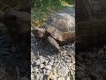 Gezintiye çıkmış bir kaplumbağa 🐢🐢