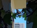 Hawaii Java sparrow and Spotted dove - overhead vines and feeder interaction mini movie!