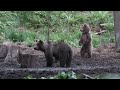 medvedica a jej trojičky, vzdial.50m, eurasian ursus arctos