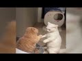 😅 When Cats Are So Silly 🐕 Best Funniest Animals Video 2024 🐕😸