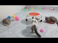 Funniest Cats And Dogs Videos😂- Best Funny Animal Videos 2024😹🐶Part 11