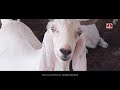 India's Biggest Goats 150 KG+ by Imran Nagaur 2024 Cinematic Trailer